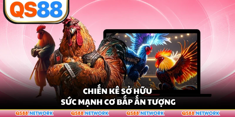 Chiến kê sở hữu sức mạnh cơ bắp ấn tượng